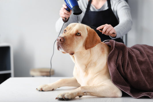 Brushing Bliss: Hacks to Make Brushing Your Dog Easier and More Enjoyable for Them.