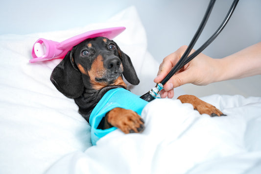 Is it worth getting pet insurance?