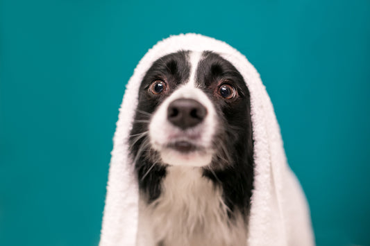 The Importance of Regular Pet Grooming for Health and Well-being